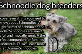 Schnoodle Dog Breeders| Dominoschnoodles