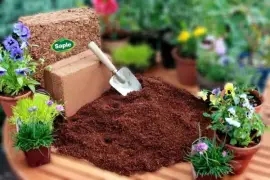 Coco Soil in Australia