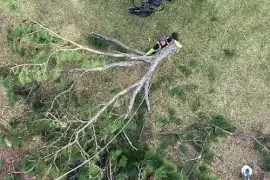 Premier Tree Removal Service in St. Augustine