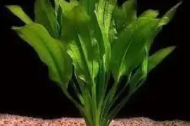 Aquarium plant