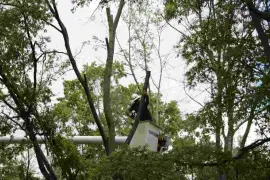 Expert Tree Trimming Services in St. Augustine