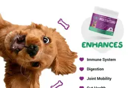 Discover the Ultimate Wellness Solution: Best Multivitamin for Dogs