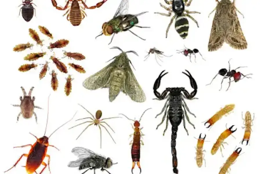 Wasp Nest Removal Kleinberg – Same Day Service