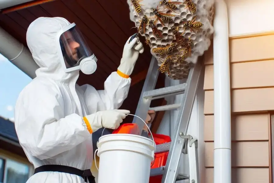 Wasp Nest Removal Richmond Hill– Same Day Service