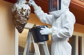 Wasp Nest Removal Aurora – Same Day Service