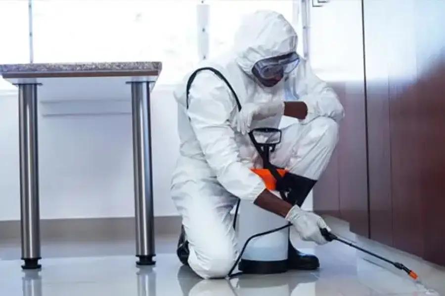 Pest Control Maple– Same Day Service