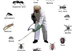 Affordable Pest Control Services for Homes & Offices