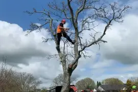 Arborists Gardening and Tree care services in Christchurch
