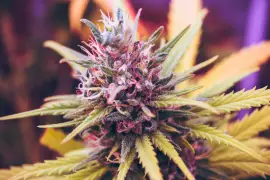 Enhance Focus with the Best Weed Strains for ADHD