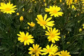 Buy Yellow Bush Daisy - Brighten Your Garden Today