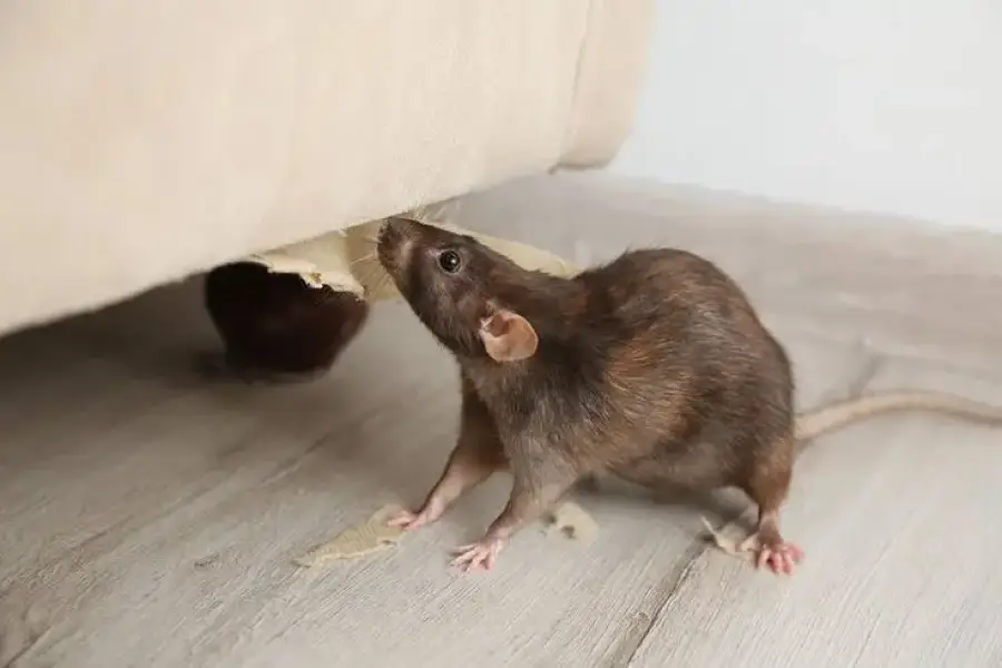 Rodent Control Services - End Rat Infestation Fast!