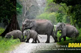 Dooars Package Tour with Jaldapara Elephant Safari : Explore More