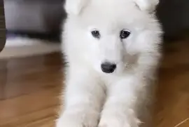  Beautiful Samoyed puppies for sale 