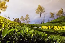 North Bengal Tour Packages – Perfect for Family, Couples, and Nature Lovers