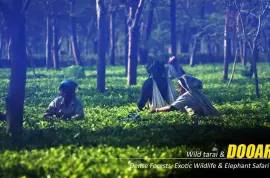 Dooars Package Tour from Kolkata – A Perfect Blend of Forest, Wildlife, and