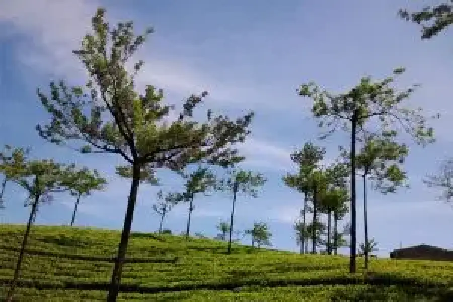 Kodaikanal Tour Packages