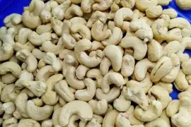 TOP MOST AHMEDABAD SURAT RAJKOT KAJU WHOLESALER-READY FOR CASHEW DISPATCH