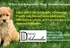 What is a Schnoodle Dog| Dominoschnoodles