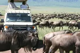 Inside Africa Budget Safaris