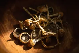 Buy Magic Mushrooms Online – Premium Quality & Fast Delivery at Mushroo