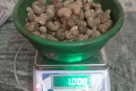 BIKANER UDAIPUR AJMER RAW CASHEW NUTS WHOLESALER NEAR ME 7550251115