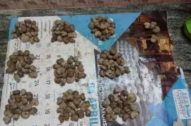 BIKANER UDAIPUR AJMER RAW CASHEW NUTS WHOLESALER NEAR ME 7550251115