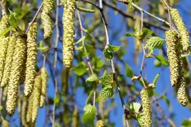 Prodej Březové Pupeny (Birch Buds) ve velkém od výrobce za nejlepší ceny