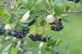 Prodej Plody Arónie (Aronia Berries) ve velkém od výrobce za nejlepší ceny