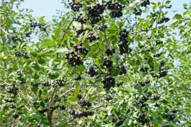 Prodej Plody Arónie (Aronia Berries) ve velkém od výrobce za nejlepší ceny