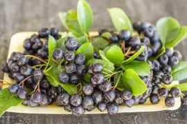 Prodej Plody Arónie (Aronia Berries) ve velkém od výrobce za nejlepší ceny