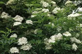 Prodej Květy Cerného Bezu (Elderflowers) ve velkém od výrobce za nejlepší