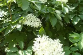 Prodej Květy Cerného Bezu (Elderflowers) ve velkém od výrobce za nejlepší