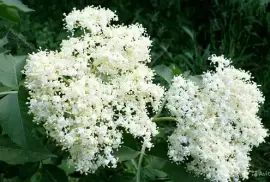 Prodej Květy Cerného Bezu (Elderflowers) ve velkém od výrobce za nejlepší