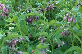 Prodej Kostival Kořen (Comfrey Root) ve velkém od výrobce za nejlepší ceny