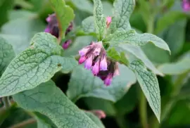 Prodej Kostival Kořen (Comfrey Root) ve velkém od výrobce za nejlepší ceny