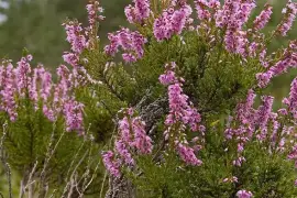 Prodej Vřesové Květy (Heather) ve velkém od výrobce za nejlepší ceny