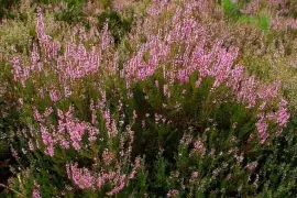 Prodej Vřesové Květy (Heather) ve velkém od výrobce za nejlepší ceny