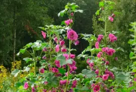 Prodej Květy Slézu (Mallow Flowers) ve velkém od výrobce za nejlepší ceny