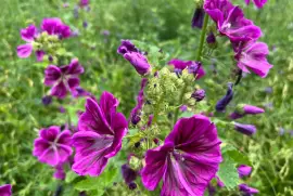 Prodej Květy Slézu (Mallow Flowers) ve velkém od výrobce za nejlepší ceny