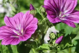 Prodej Květy Slézu (Mallow Flowers) ve velkém od výrobce za nejlepší ceny