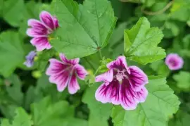 Prodej Slézové listy (Mallow leaves) ve velkém od výrobce za nejlepší ceny