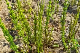 Prodej Přeslička Tráva (Horsetail Herb) ve velkém od výrobce za nejlepší