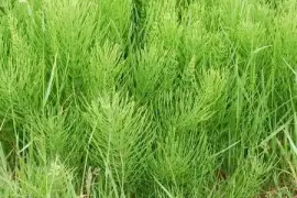 Prodej Přeslička Tráva (Horsetail Herb) ve velkém od výrobce za nejlepší