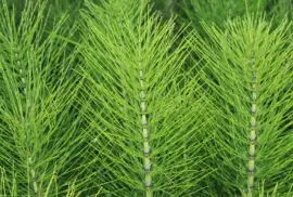 Prodej Přeslička Tráva (Horsetail Herb) ve velkém od výrobce za nejlepší