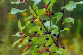 Prodej Řešetlák (Buckthorn) ve velkém od výrobce za nejlepší ceny