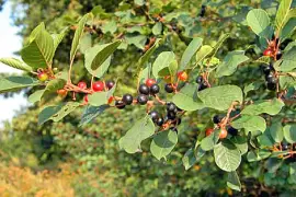 Prodej Řešetlák (Buckthorn) ve velkém od výrobce za nejlepší ceny