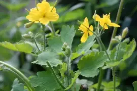 Prodej Vlaštovičník (Celandine Herb) ve velkém od výrobce za nejlepší ceny