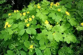 Prodej Vlaštovičník (Celandine Herb) ve velkém od výrobce za nejlepší ceny