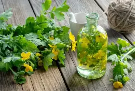 Prodej Vlaštovičník (Celandine Herb) ve velkém od výrobce za nejlepší ceny