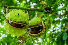 Prodej Koňský Kaštan (Horse Chestnut) ve velkém od výrobce za nejlepší ceny